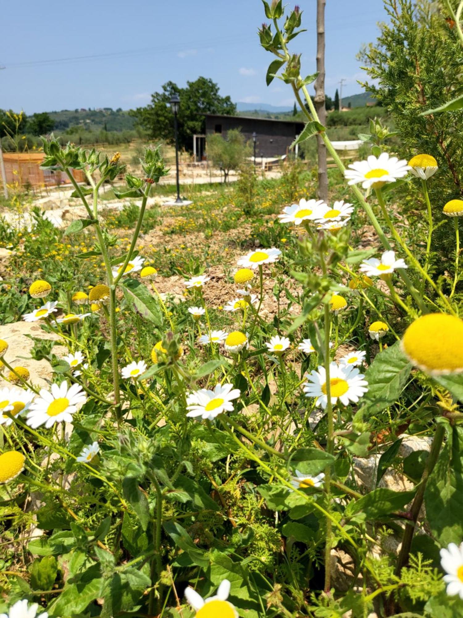 Viovillas Glamping * Arezzo